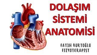 Dolaşım Sistemi  ANATOMİ SİSTEMLER KONU ANLATIMI 15 [upl. by Nhguavahs294]