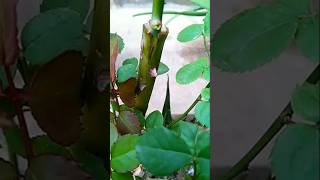 Rose grafting method garden grafting قلم کاری ۔ subs [upl. by Dremann]