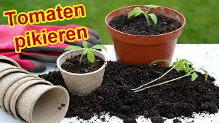 Tomaten richtig pikieren Anleitung amp Tipps [upl. by Nlycaj653]