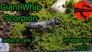 vinegaroon setup and care  Giant whip scorpionMastigoproctus giganteus Vinegaroon [upl. by Salem]