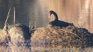 Alburys Biodiversity Hotspots  Wonga Wetlands [upl. by Nyvlem828]