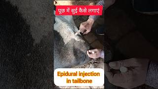 Epidural injection in tail bone of Buffalo ampcowshortsvideoSANSANIWALDAIRYFARMVickyPansari [upl. by Arved697]