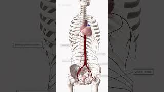 Anatomy 3D  Animation  Modern Medicine 3danatomy shorts [upl. by Pyotr661]