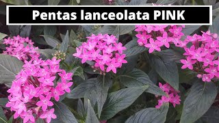 Pentas lanceolata PINK [upl. by Yendic]