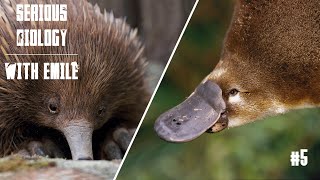 Platypus and echidna egglaying mammals  Serious Biology 5 [upl. by Cattan]