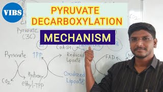 Pyruvate Decarboxylation Link Reaction Mechanism [upl. by Doane]