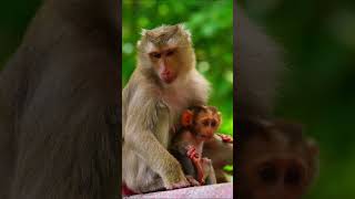 monkeymonkey man trailermonkey quizmonkey app rizzmonkey asmr [upl. by Filipe]