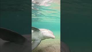 What do dolphins really sound like underwater [upl. by Ykcim]