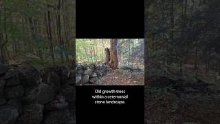 Old growth trees in a ceremonial stone landscape [upl. by Ynohtn953]