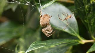 Garden spiders mating ritual  no audio [upl. by Lehcear876]