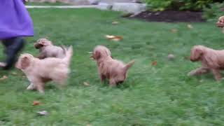 F1B Cockapoo Puppies for Sale [upl. by Hanafee]