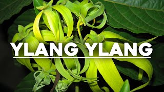 Benefits of Ylang Ylang ylangylang [upl. by Leidgam]