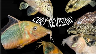 Corydoras all the new names Aspidoras Scleromystax Hoplisoma Brochis Gastrodermus Osteogaster [upl. by Vivyanne]