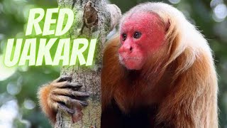 The Vibrant World of Red Uakaris Discovering the Secrets of Amazons Colorful Primates [upl. by Sunderland]