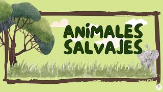 Animales salvajes para niñosas [upl. by Llerehs]