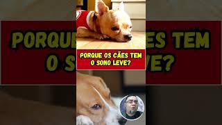 PORQUE CACHORRO TEM O SONO LEVE [upl. by Lesnah939]