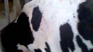 Cow with photosensitization [upl. by Noral]