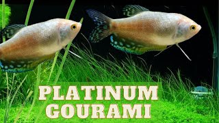 Platinum Gourami A Beautiful and Hardy Fish Trichopodus trichopterus [upl. by Ikkela691]