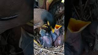 Natures Nurturer Watch a Mother Bird Care for Her Fledglings youtubeshorts trendingshorts [upl. by Mellisa592]