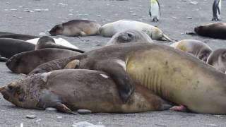 Elephant Seals Fighting and stuff [upl. by Rutra]