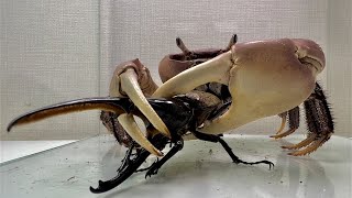 The crab that met the Hercules beetle was in high spirits [upl. by Adahs]