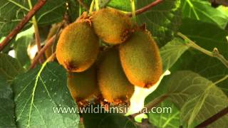 Kiwi fruit almost ready for harvest in Indian Himalaya [upl. by Zechariah]