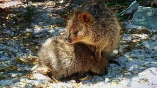 Quokka at Rottnest Island Australia [upl. by Leicam731]