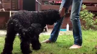 Woezel de labradoodle [upl. by Anesusa]