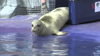 Hunstanton SEA LIFE Sanctuary reopens on the 16th October [upl. by Sheeran]