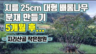 지름 25cm 대형 배롱나무 분재 만들기 5개월 후  지리산골 작은정원 [upl. by Alhak]