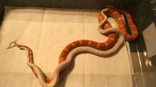 Corn Snake Breeding Behavior Part 1 [upl. by Albert]