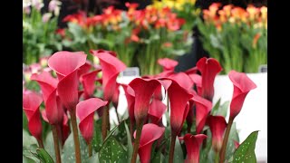 Planting Zantedeschia Rhizomes [upl. by Kcirded]