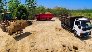 Heavy Equipment Wheel Loader Loading Dump Truck [upl. by Soph693]