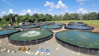 🐟🐠🎣Flucheo en estanques de acuicultura qué es cuándo hacerlo y cómo hacerlo🎣🐠🐟 [upl. by Sands]