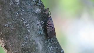 Spotted Lanternfly Walks Up a Tree [upl. by Erehpotsirhc]