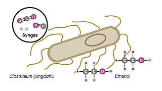 Genetically engineered bacteria turn the greenhouse gas CO₂ into butanol and hexanol [upl. by Fredelia371]