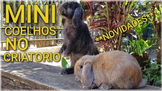 Mini Coelhos Cruzando  Bruno Miorim [upl. by Htezil]