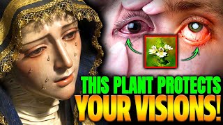 Medjugorje  A Disease Is Coming That Will Attack Your Eyes Use This Plant Daily For Protection [upl. by Netsrak]