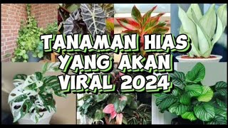 Tanaman Hias Viral 2024 tanaman tanamanhias tanamanviral [upl. by Aisha470]