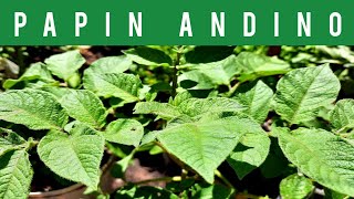 ⚪CULTIVANDO PAPINES ANDINOSHUERTA ORGÁNICA en CASA PLANTAS COMESTIBLES ANDEAN POTATOES🥔 2021 [upl. by Cherye]