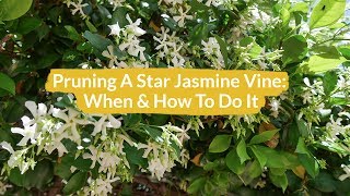 Pruning A Star Jasmine Vine How amp When To Do It  Joy Us Garden [upl. by Bertold]