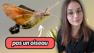 4 minutes pour comprendre le SPHINX COLIBRI [upl. by Reckford380]