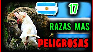 17 Razas De Perros quotMÁS PELIGROSASquot SegúnLey Nacional Argentina🇦🇷 [upl. by Joost]