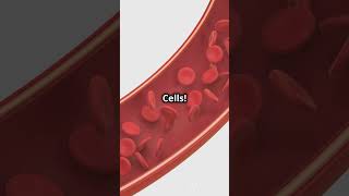 Red vs White Blood Cells Whats Their Job [upl. by Pulcheria]