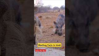 Warthog Facts In hindi shortsfeed ytshorts trending facts factsguru viral youtubeshorts [upl. by Shu283]