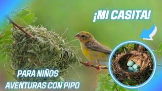 ¿Por Qué Los Pájaros Hacen Nidos🦅🦉🦜 PARA NIÑOS VÍDEOS EDUCATIVOS EN ESPAÑOL [upl. by Dranyl967]