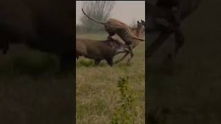 Wild Boar vs Hunting Dogs  Super Speed Hunting Dog vs wild Boar wildboar [upl. by Eva]