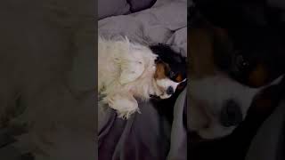 Cavalier King Charles Spaniel love🩷 [upl. by Miehar]