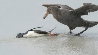 Giant Petrels Hunting Penguin [upl. by Euphemia]