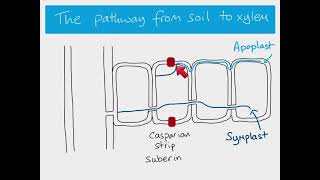 AS Biology  water pathways through a plant [upl. by Yakcm]